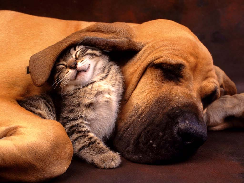 Registo de animais – Conheça o Sistema de Informação de Animais de Companhia (SIAC) Registo de animais – Conheça o Sistema de Informação de Animais de Companhia (SIAC)